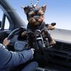 Акриловая подвеска для автомобиля Щенок, едущий на мотоцикле, подвесная подвеска со шнурком, легкое украшение для зеркала заднего вида, подвеска в виде животного для салона автомобиля