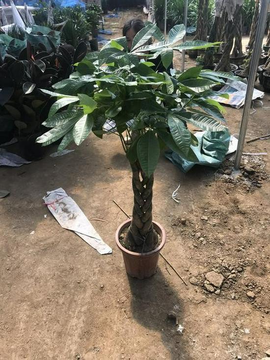 Large Indoor/Outdoor Money Tree Bonsai: Potted Green Plants for Living Room