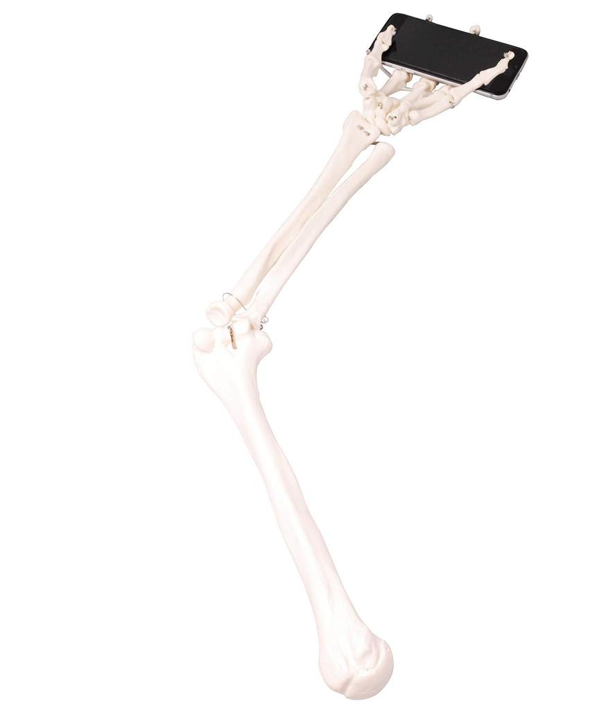 Monolife Human Anatomy Model, Upper Limb Bones, Humerus, Forearm, Wrist, Hand Bones, Life-Size, 73cm, Wired Model, Left Hand