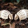 Tsukurun 3D Wood Puzzle with Japanese Instructions Species desu® (Endangered Series Armadillo)