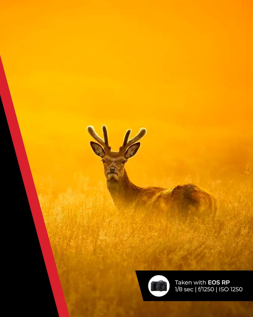 Canon RF IS USM Lens for Canon R System Cameras Ideal for Wildlife Action and Aviation 100-400mm F5.6-8 - Photography, Sports,