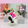Flower Phalaenopsis Potted For Event Decor And Indoor Home Embellishment