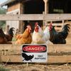 Yousheng Chicken Hazard Sign 3D Printed Chick Danger Sign Indoor Outdoor Home Farm Garden Decorative Tiny Raptors Warning Sign