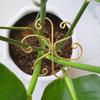 4Pcs Plant Pole Support Frame Reliable Plant Stem Support Easy To Use Indoor Garden Utility Tools for Monstera Bonsai