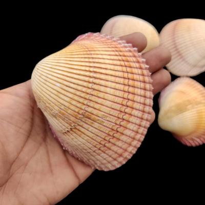 Морская ракушка Cockle Plagiocardium для декора, подарков и украшений, речная ракушка, коллекционная ракушка на выбор.