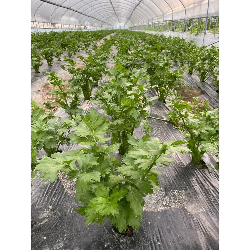 Органическая капуста, свежая зелень, сельдерей, свекла, ростки пшеницы, ростки ячменя, морковь, одуванчик, ингредиенты зеленого сока, органическая капуста 500 г, 1 шт.