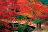 Пазл Aki no Miyajima Momijidani, 2016 г., очень маленький кусочек, Парк-Хиросима (50x75cm)