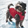 Водонепроницаемый ветрозащитный зимний собачий комбинезон: Теплый жилет для питомца для холодной погоды