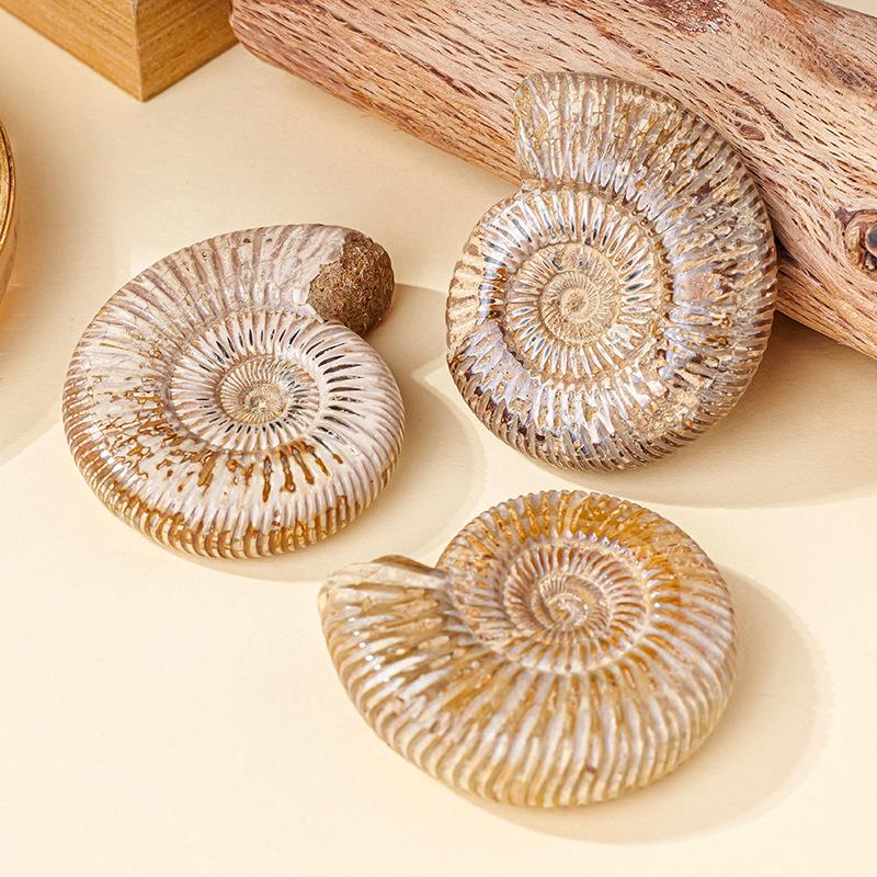 Натуральный Белый Ископаемый Раковина Аммонита Образовательный Подарок для Детей