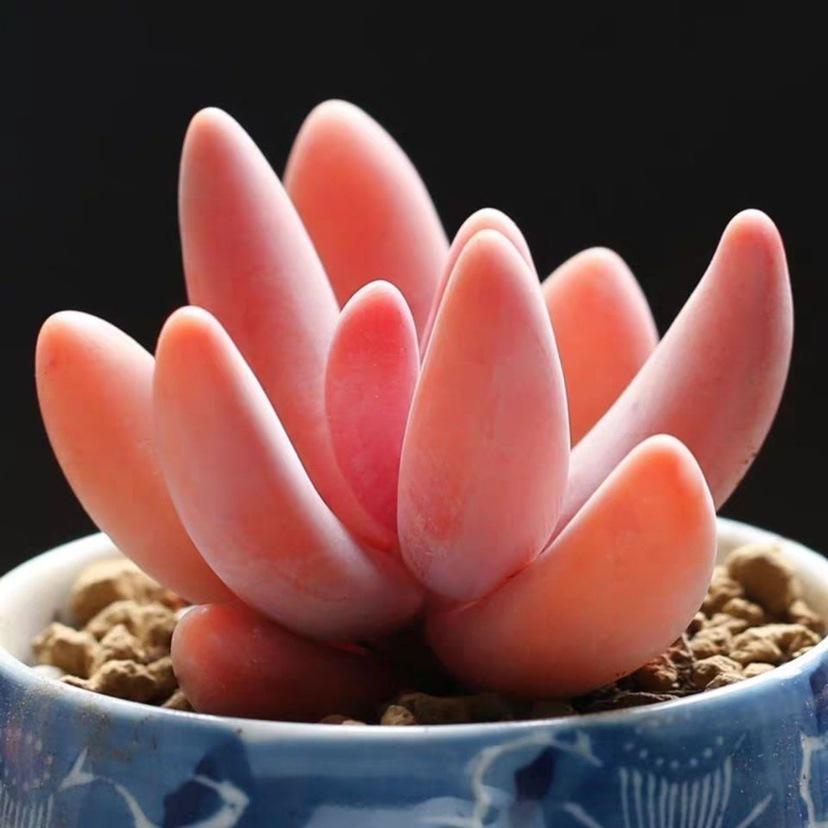 Red Finger Succulent: Single/Multiple Head Clump-forming Indoor Desktop Plant, Columnar Shape, No Pot.