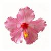 Искусственный цветок Гибискус Заколка для волос Не повреждает волосы Стиль Бохо Головной убор Фото Пляж Путешествие Боковая заколка для Свадьбы