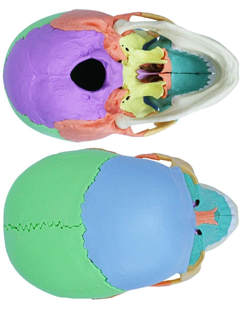 ERLER ZIMMER Magnetic Skull Craniosacral Model Creniotherapy Osteopathy In (Germany) 22-section [Back Stock]