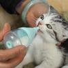 Pet Milk and Medicine Feeder Bottle for Puppies & Kittens