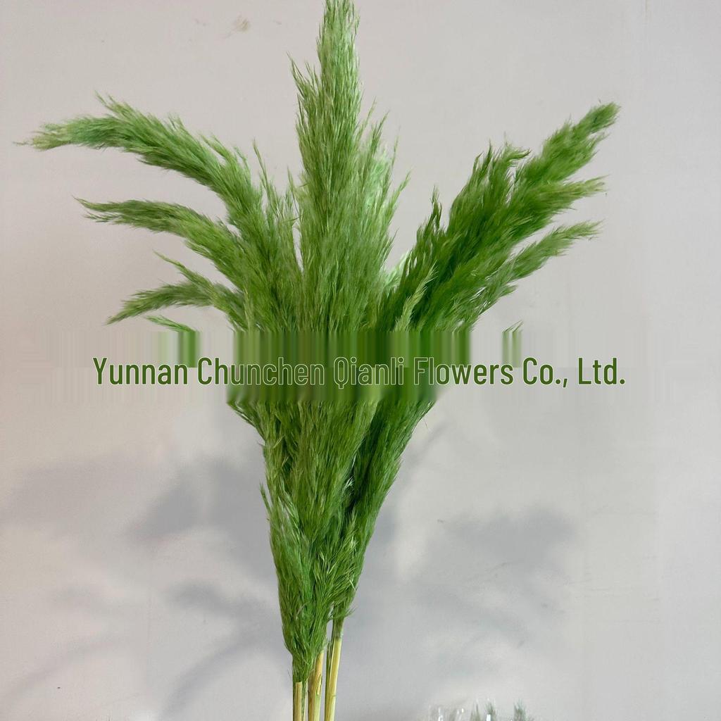 Dried Small Reed Flower Bouquet for Home Decor, Floral Art, Landscaping, and Weddings