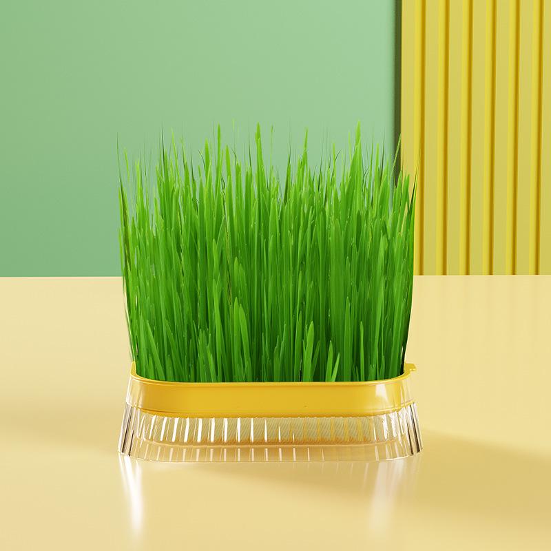 Hydroponic Cat Grass Kit: Soil-Free Lazy Person's Wheat Seed Growing Tray
