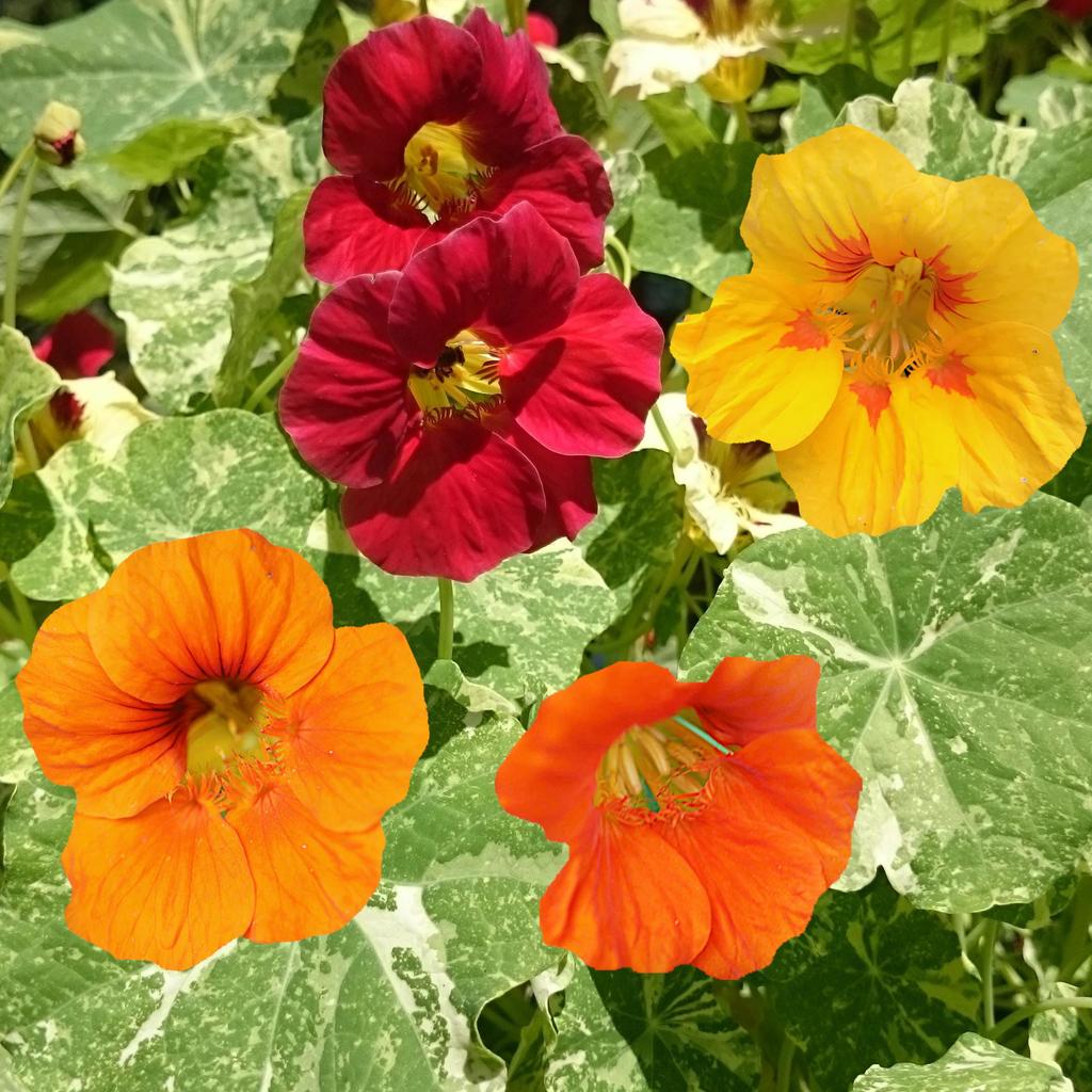 Nasturtium Low Alaska Mixture Seeds 2g - VILMORIN