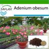 Бонсай - Роза пустыни - 8 семян - С горшечным субстратом для лучшего выращивания - Adenium obesum