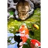 5D Diamond Painting Animal Fish Rhinestone Art Picture Cross Stitch Kit Full Diamond Embroidery Gift DIY Mosaic Home Decoration