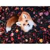 Full Round Diamond Painting Embroidery Forest Animal Fox Pattern Rhinestones Needlework Cross Stitch