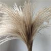 Cattail Dried Flower Bouquet - Preserved Flowers for Home Decor