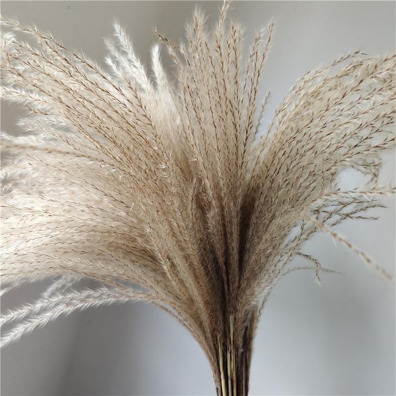 Cattail Dried Flower Bouquet - Preserved Flowers for Home Decor
