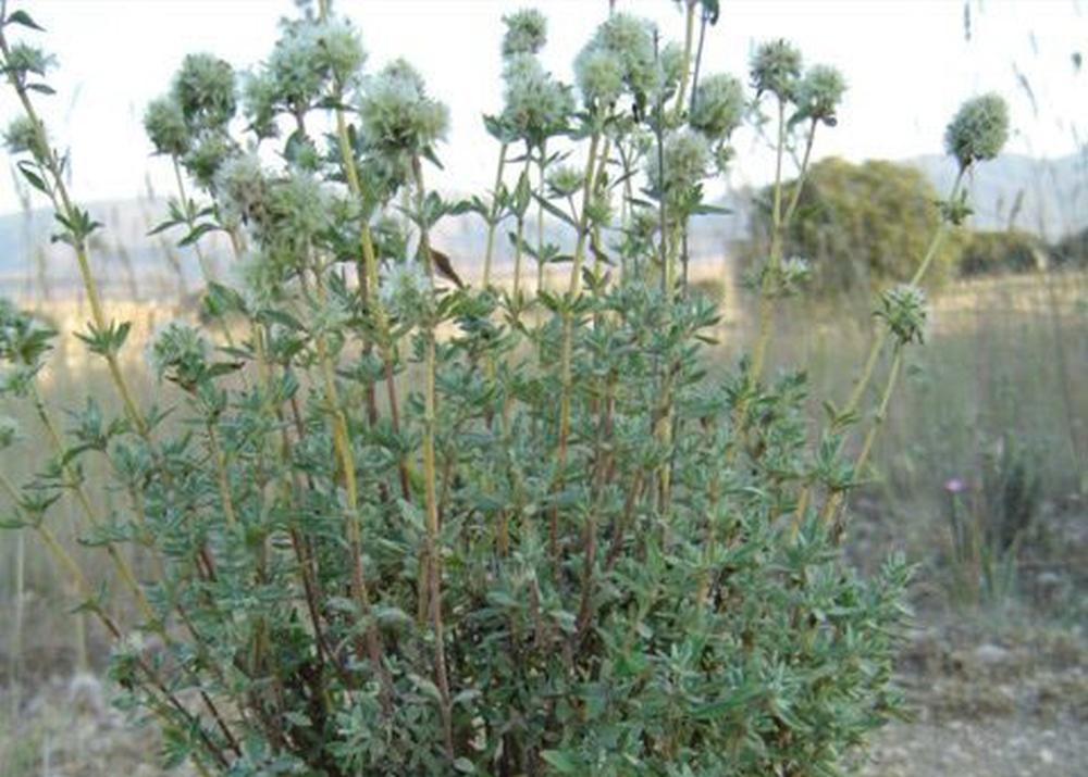 SAFLAX Подарочный набор - Тимьян мастиковый - 250 семян - С подарочной коробкой, карточкой, этикеткой и субстратом для горшков - Тимьян мастихина