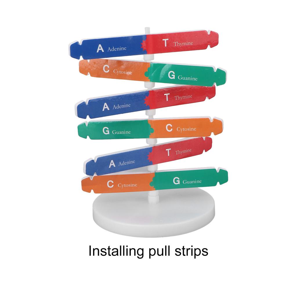 Модель ДНК человека Красочная двойная спираль Сборная модель Научная образовательная обучающая игрушка для детей