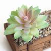 Artifical Plastic Succulent Plant Cactus Echeveria Flower Home Office Decor Gift