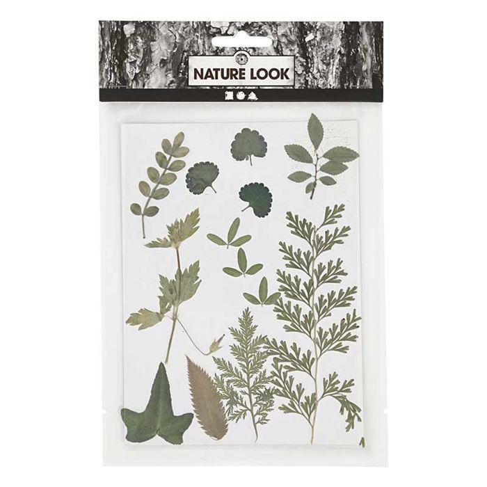 Assortiment de fleurs séchées et préssées - Vert feuillage - 20 pcs