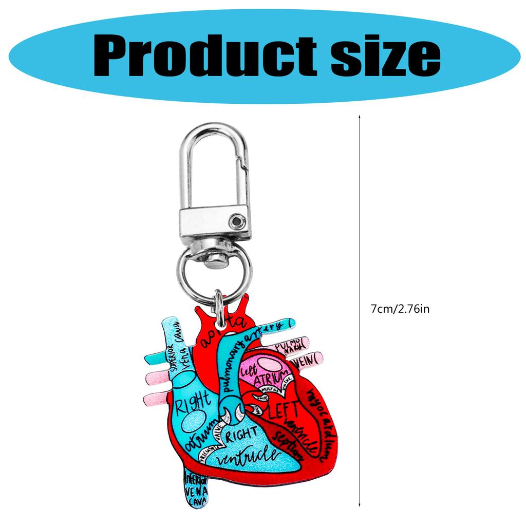 Human Heart Diagram Keychain Detailed Heart Keychain Accessory for Teaching Anatomy To Adults and Children
