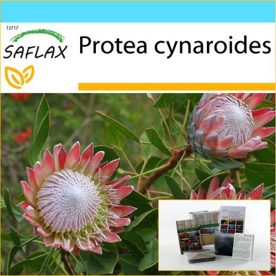 Подарочный набор - Giant King Protea - 5 семян - С подарочной коробкой, карточкой, этикеткой и субстратом для горшков - Protea cynaroides