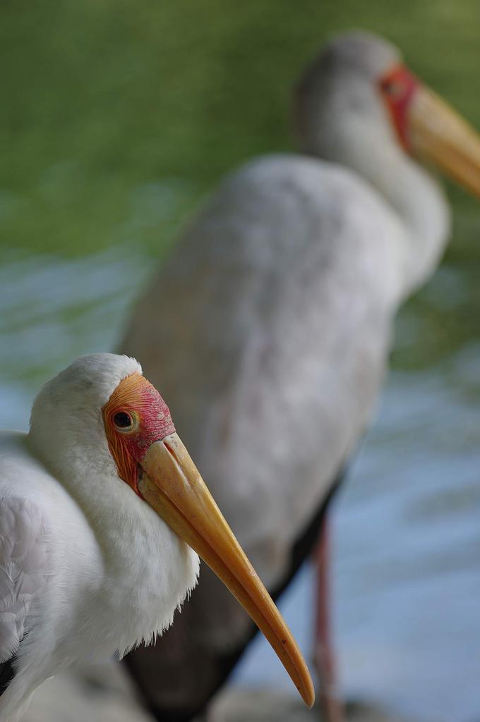 Pentax Smc SDM Super Telephoto Single Focus Lens A Star Lens That Pursues High Performance Without Clear and Depiction Quiet and Smooth AF with an