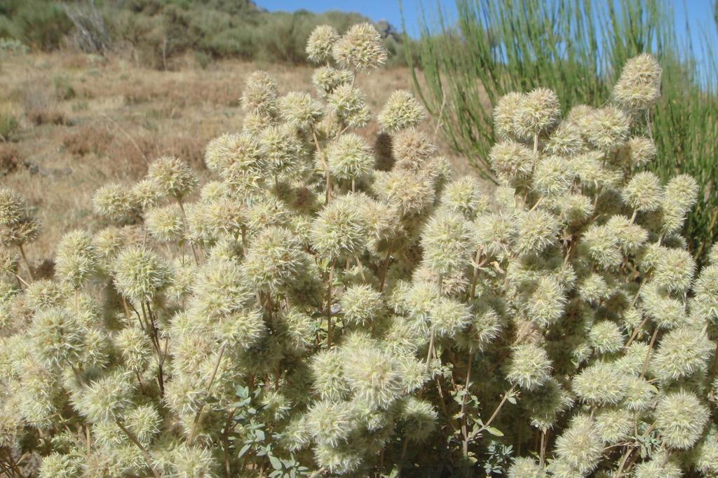 SAFLAX Подарочный набор - Тимьян мастиковый - 250 семян - С подарочной коробкой, карточкой, этикеткой и субстратом для горшков - Тимьян мастихина