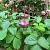 Three-layer Bowl Garden Rain Catcher Handmade Bird Feeding Station Birdbath Stand  Lawn Decor