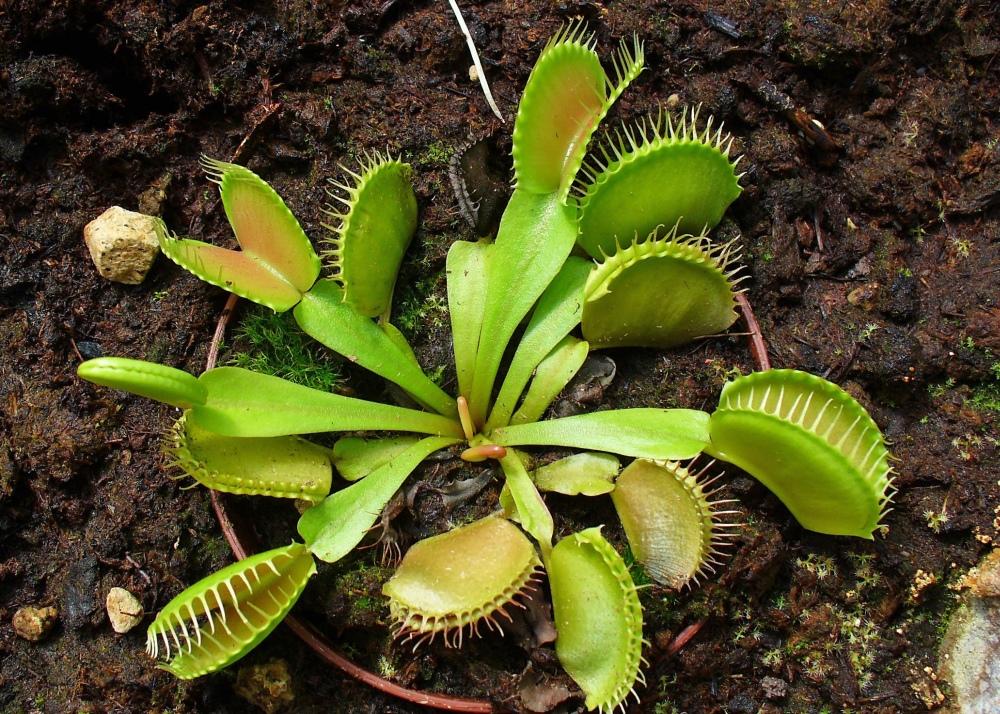 SAFLAX Венерина мухоловка - 10 семян - С горшечным субстратом для лучшего выращивания - Dionaea muscipula