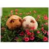5d Diy Алмазная картина Полный круглый набор крестиков Симпатичные животные Морская свинка Узоры Вышивка