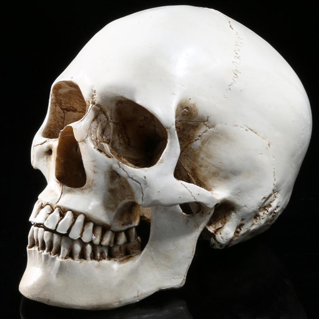 Human Model Halloween Head 1 Skeleton Resin Life Size Skulls Lifesize Decor Realistic Crafts Decorations Movable Halloween Decorations