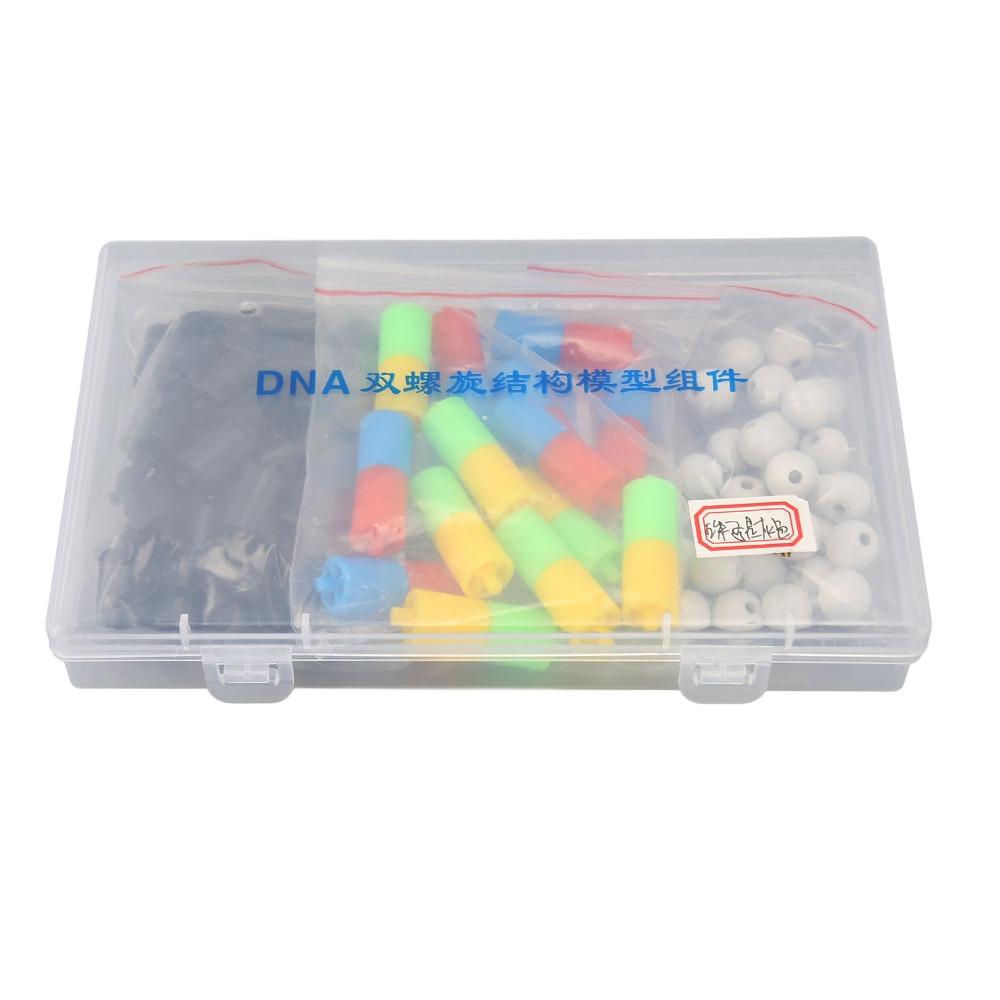Multi Color Parts Gene Structure Model Plastic Material Genetic Variation Model Biology Display