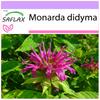 Бергамот / Чай Освего - 20 семян - Monarda Didyma