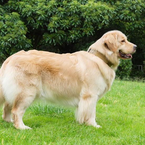 Регулируемый ошейник для собаки с D-кольцом, износостойкий тренировочный ошейник для питомца, ошейник для защиты шеи питомца, товары для питомцев