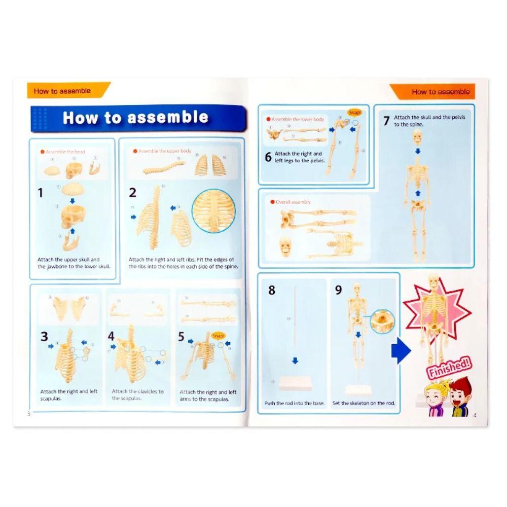 Сделай сам Модель костей Скелет Модель человеческого тела Обучение Суставы Модель человеческого органа Студент