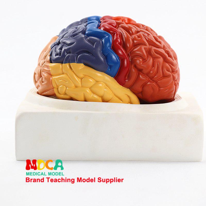 1:1 Scale Right Hemisphere Brain Model - Neocortical Structure & Functional Areas for Medical Education