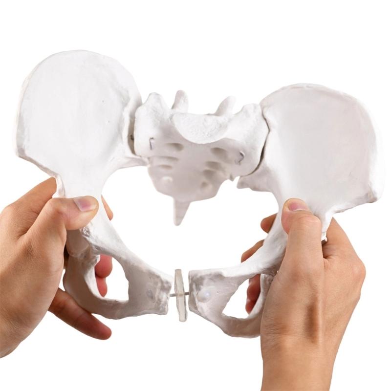 Модель женского таза человека с моделью скелета женского таза ребенка, акушерское учебное пособие для научного образования