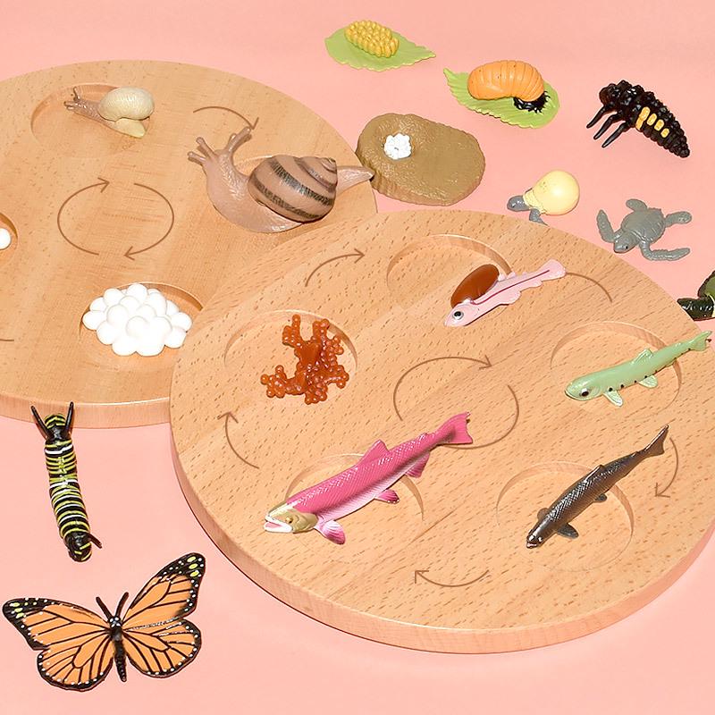 Montessori Plant & Animal Life Cycle Educational Toy Set for Early Learning