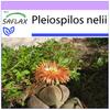 Живой гранит - 40 семян - Pleiospilos nelii