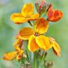 Common Wallflower Seeds 1g for the Garden