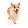 Realistic Corgi Dog Figure Pvc Static Model Toy For Animal Enthusiasts And Collectors