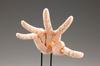 Kotobukiya ARTIST SUPPORT ITEM Hand ModelR -PALE ORANGE- 11 Scale Action Figure