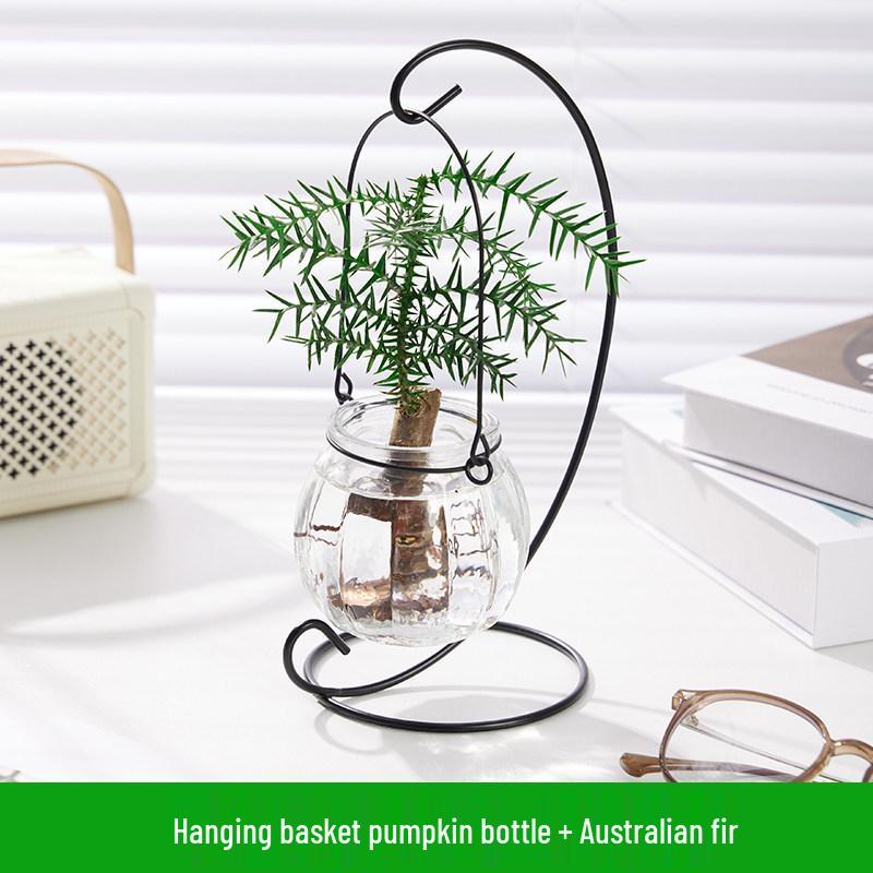 Indoor Desktop Murraya: Easy-Care Blooming Green Hydroponic Plants for Office & Living Room