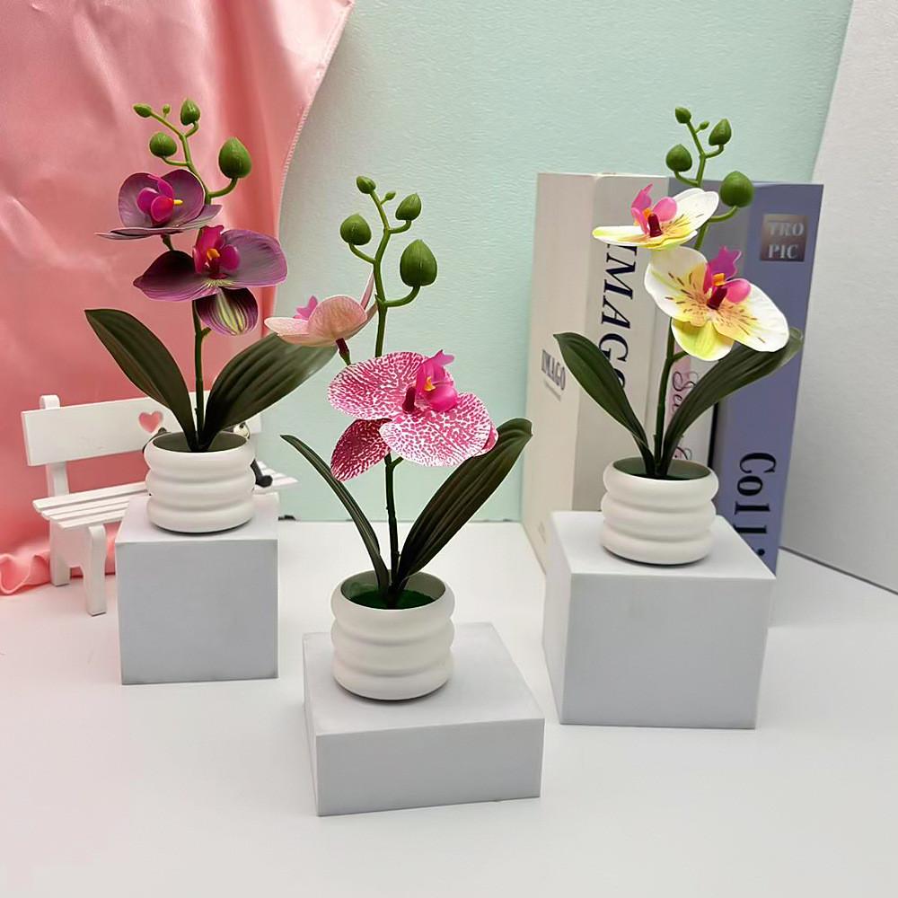Flower Phalaenopsis Potted For Event Decor And Indoor Home Embellishment